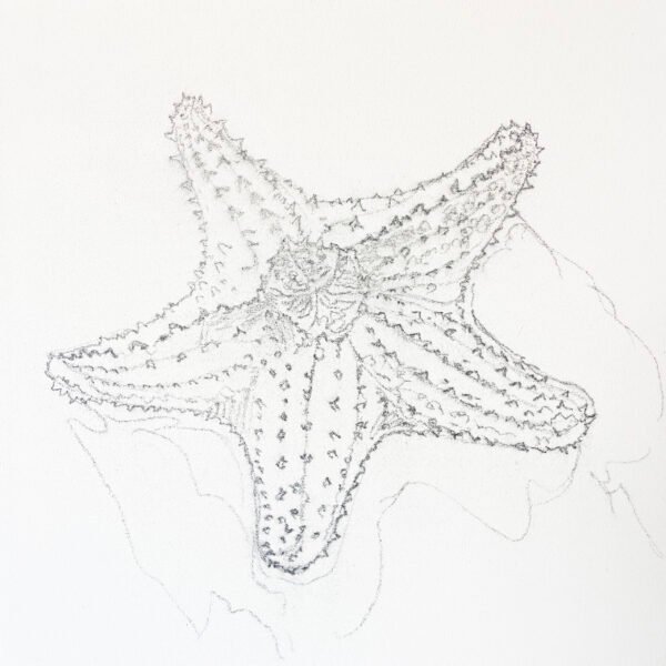 Red Starfish