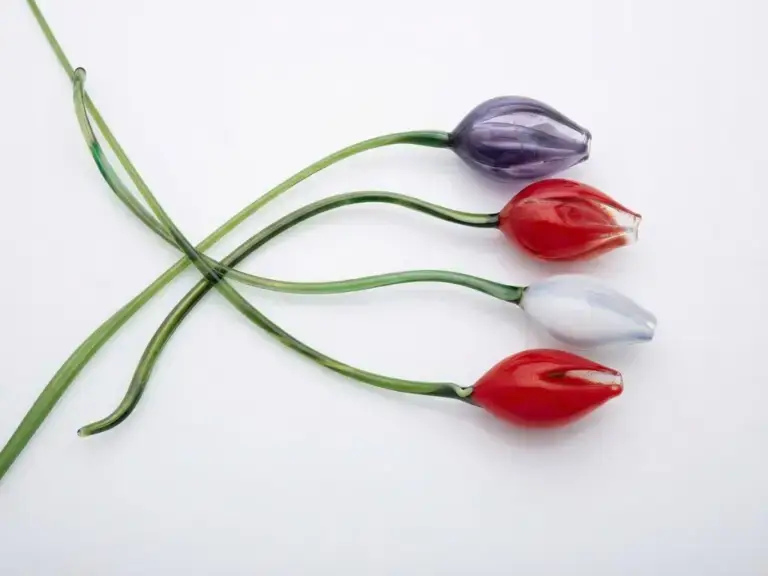 Tulips red and purple