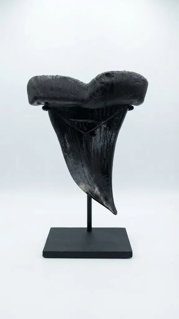 black-sharks-tooth-Grace-Chepenik